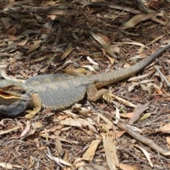 Pogona barbata at Acton, ACT - 13 Dec 2020