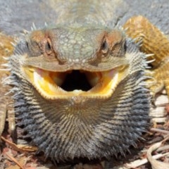 Pogona barbata at Acton, ACT - suppressed