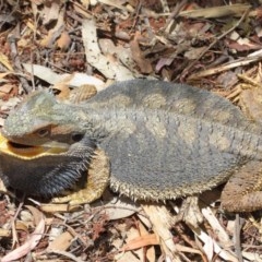 Pogona barbata at Acton, ACT - 13 Dec 2020