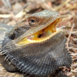 Pogona barbata at Acton, ACT - suppressed