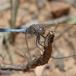 Orthetrum caledonicum at Acton, ACT - 11 Dec 2020