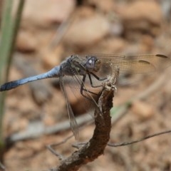 Orthetrum caledonicum at Acton, ACT - 11 Dec 2020 12:22 PM