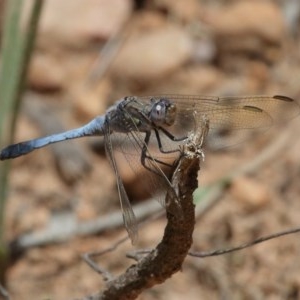 Orthetrum caledonicum at Acton, ACT - 11 Dec 2020