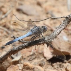 Orthetrum caledonicum at Acton, ACT - 11 Dec 2020 12:22 PM