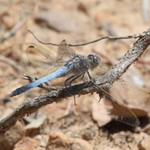 Orthetrum caledonicum at Acton, ACT - 11 Dec 2020