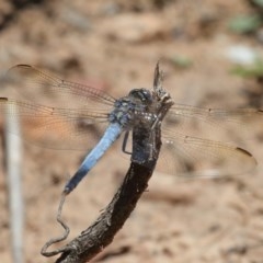 Orthetrum caledonicum at Acton, ACT - 11 Dec 2020 12:22 PM