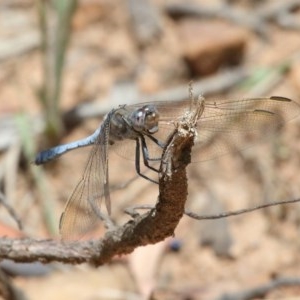 Orthetrum caledonicum at Acton, ACT - 11 Dec 2020