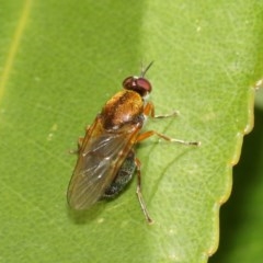 Stratiomyidae (family) (Soldier fly) at ANBG - 11 Dec 2020 by TimL