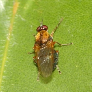 Stratiomyidae (family) at Acton, ACT - 11 Dec 2020