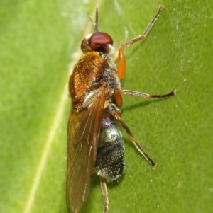 Stratiomyidae (family) at Acton, ACT - 11 Dec 2020