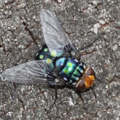 Rutilia sp. (genus) (A Rutilia bristle fly, subgenus unknown) at ANBG - 15 Dec 2020 by TimL