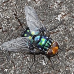 Rutilia sp. (genus) (A Rutilia bristle fly, subgenus unknown) at Acton, ACT - 15 Dec 2020 by TimL