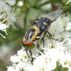 Scaptia sp. (genus) (March fly) at ANBG - 14 Dec 2020 by TimL