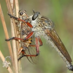 Zosteria sp. (genus) (Common brown robber fly) at ANBG - 13 Dec 2020 by TimL
