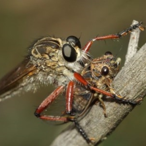 Zosteria sp. (genus) at Acton, ACT - 13 Dec 2020