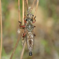 Zosteria sp. (genus) at Acton, ACT - 13 Dec 2020