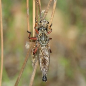 Zosteria sp. (genus) at Acton, ACT - 13 Dec 2020 11:25 AM