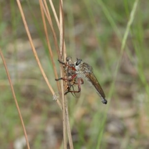 Zosteria sp. (genus) at Acton, ACT - 13 Dec 2020 11:25 AM