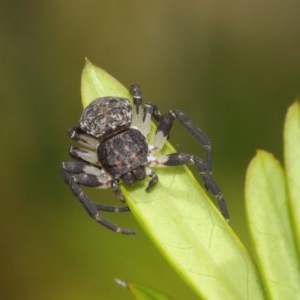 Cymbacha sp (genus) at Acton, ACT - 8 Dec 2020