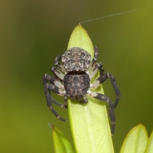 Cymbacha sp (genus) at Acton, ACT - 8 Dec 2020