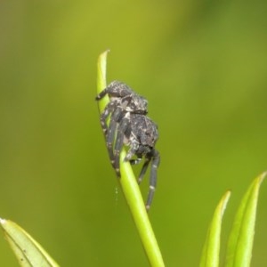 Cymbacha sp (genus) at Acton, ACT - 8 Dec 2020