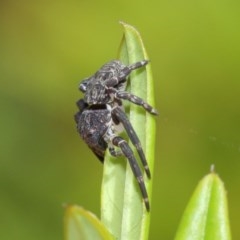 Cymbacha sp (genus) at Acton, ACT - 8 Dec 2020