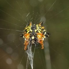 Austracantha minax (Christmas Spider, Jewel Spider) at Acton, ACT - 15 Dec 2020 by TimL