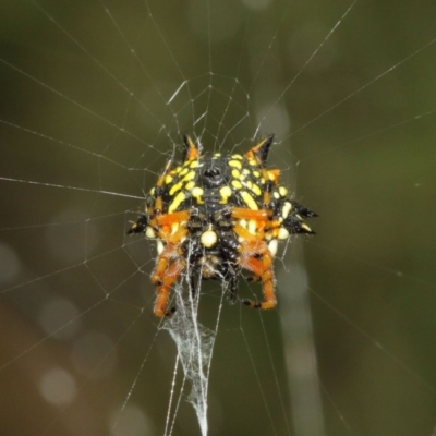 Austracantha minax (Christmas Spider, Jewel Spider) at Acton, ACT - 15 Dec 2020 by TimL