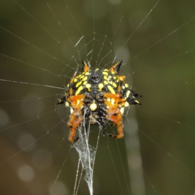 Austracantha minax (Christmas Spider, Jewel Spider) at Acton, ACT - 14 Dec 2020 by TimL