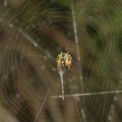 Austracantha minax at Acton, ACT - 15 Dec 2020