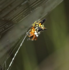 Austracantha minax at Acton, ACT - 15 Dec 2020