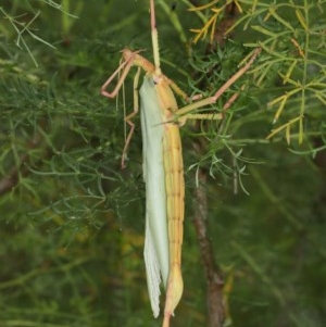 Podacanthus typhon at Acton, ACT - 14 Dec 2020