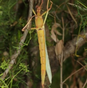 Podacanthus typhon at Acton, ACT - 14 Dec 2020