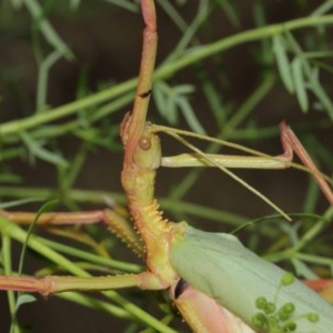 Podacanthus typhon at Acton, ACT - 14 Dec 2020