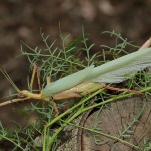 Podacanthus typhon at Acton, ACT - 14 Dec 2020