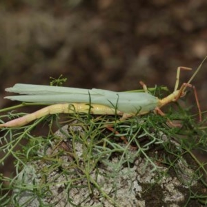 Podacanthus typhon at Acton, ACT - 14 Dec 2020