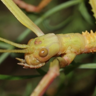 Podacanthus typhon (Pink-winged Stick Insect) at ANBG - 14 Dec 2020 by TimL