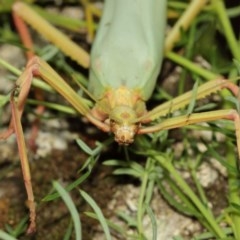 Podacanthus typhon at Acton, ACT - 14 Dec 2020 12:50 PM