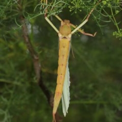 Podacanthus typhon at Acton, ACT - 14 Dec 2020 12:50 PM