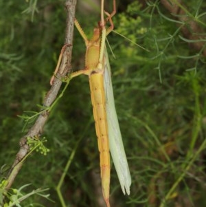 Podacanthus typhon at Acton, ACT - 14 Dec 2020 12:50 PM