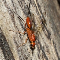 Ichneumonidae (family) (Unidentified ichneumon wasp) at ANBG - 9 Dec 2020 by TimL