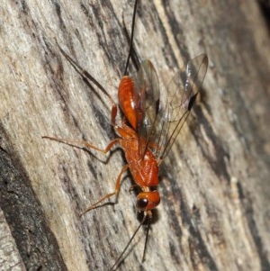 Ichneumonidae (family) at Acton, ACT - 10 Dec 2020