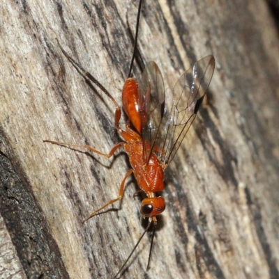 Ichneumonidae (family) (Unidentified ichneumon wasp) at ANBG - 9 Dec 2020 by TimL