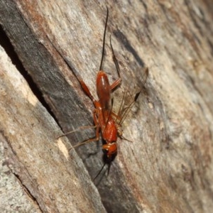 Ichneumonidae (family) at Acton, ACT - 10 Dec 2020