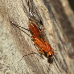 Ichneumonidae (family) at Acton, ACT - 10 Dec 2020