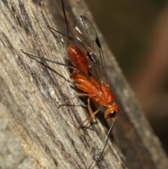 Ichneumonidae (family) at Acton, ACT - 10 Dec 2020