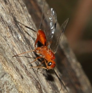 Ichneumonidae (family) at Acton, ACT - 10 Dec 2020 10:13 AM