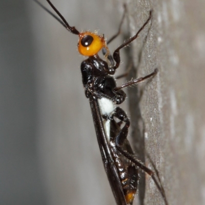 Braconidae (family) (Unidentified braconid wasp) at Acton, ACT - 15 Dec 2020 by TimL