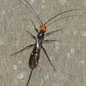 Braconidae (family) at Acton, ACT - 15 Dec 2020