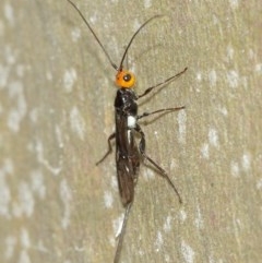 Braconidae (family) at Acton, ACT - 15 Dec 2020